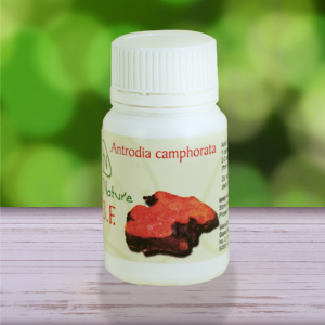 Antrodia camphorata mushroom capsules from Gano Nature